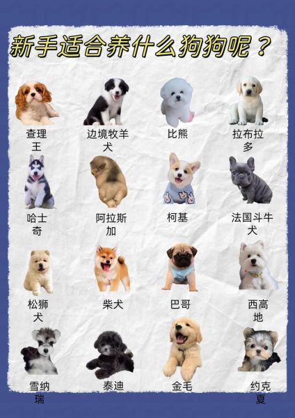 新手铲屎官必看:养什么狗最省心省力?