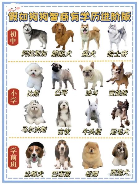 十大智商最高的狗排名大公开,想养聪明狗狗的看过来!