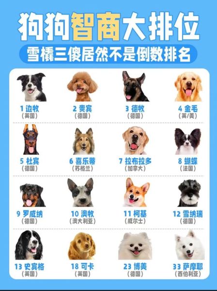 狗狗智商排名1到100准吗?看完这份榜单再下定论!