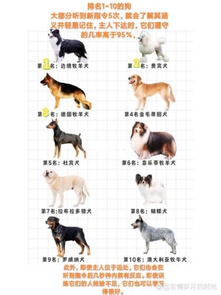 狗狗智商排名1到100准吗?看完这份榜单再下定论!