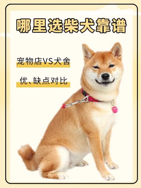 柴犬价格多少钱一只?不同地区价格差异大吗?