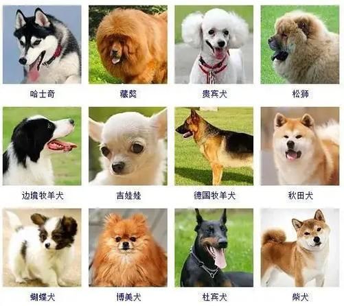 72种名犬图片及名字大全,爱狗人士必看篇!