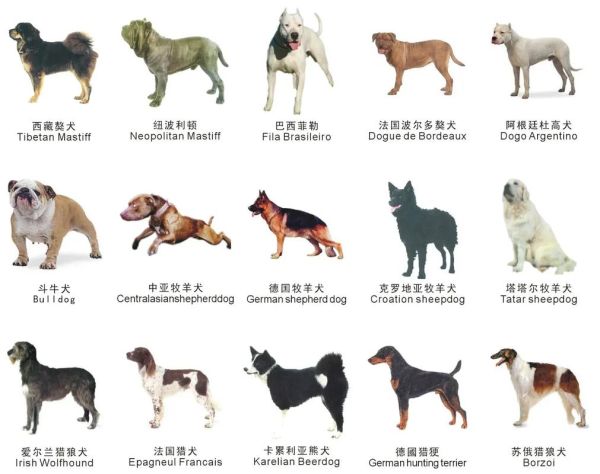 72种名犬图片及名字大全,爱狗人士必看篇!