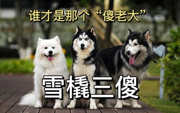 世界三大傻狗谁最傻?看完你就知道答案了!
