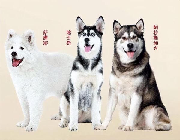 世界三大傻狗谁最傻?看完你就知道答案了!