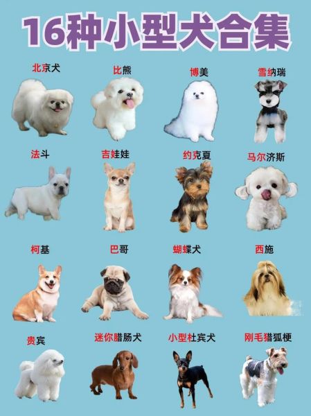 哪种小型犬最好看?十大最漂亮小型犬来啦!