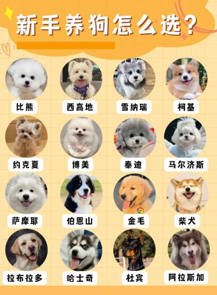 十大适合家养的狗排名,看看你家狗子第几?