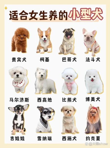 十大适合家养的狗排名,看看你家狗子第几?