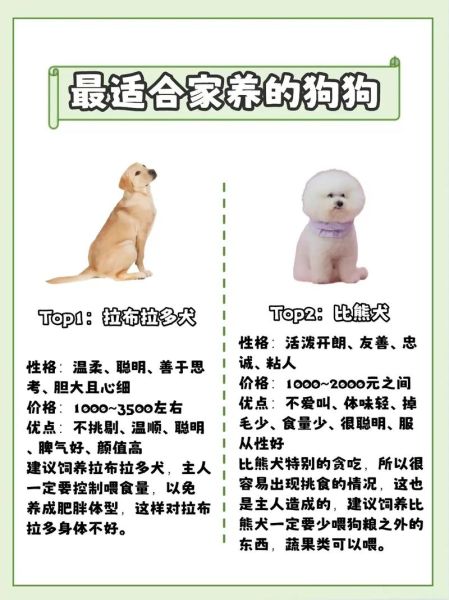 十大最干净最好养的狗大比拼,哪种狗狗最省心?