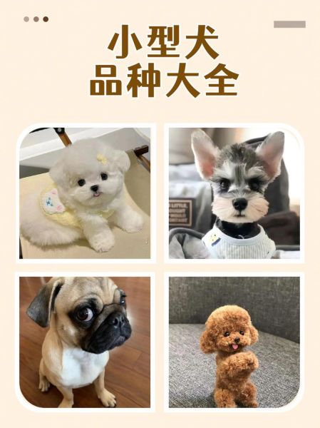 哪些小型犬脾气好?推荐十种脾气最好的小型犬!