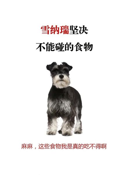 雪纳瑞吃什么狗粮好?不同年龄段的推荐!