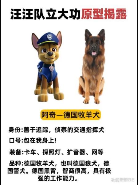 可卡吃什么狗粮好?选对狗粮可卡的毛发更好看!
