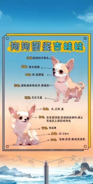 幼犬吉娃娃吃什么狗粮好?这几个品牌值得买!