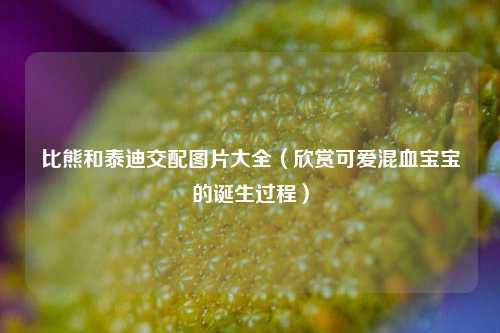 比熊和泰迪交配图片大全（欣赏可爱混血宝宝的诞生过程）