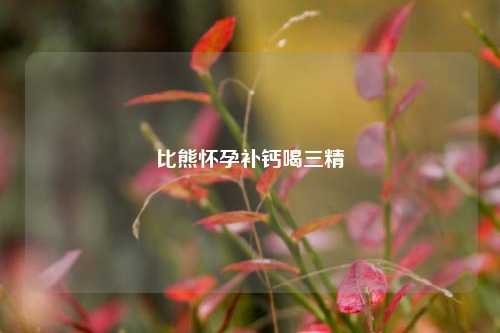 比熊怀孕补钙喝三精