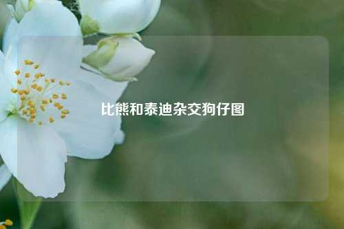 比熊和泰迪杂交狗仔图