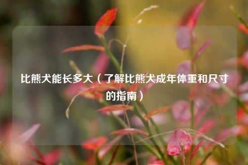 比熊犬能长多大（了解比熊犬成年体重和尺寸的指南）
