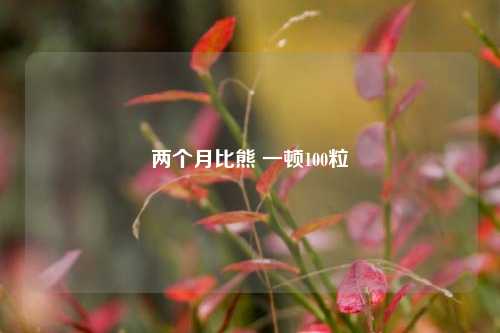 两个月比熊 一顿100粒