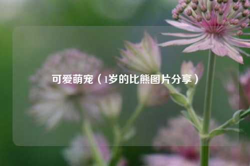 可爱萌宠（1岁的比熊图片分享）