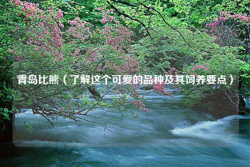 青岛比熊（了解这个可爱的品种及其饲养要点）