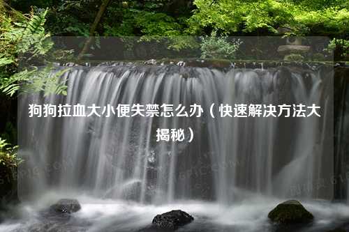 狗狗拉血大小便失禁怎么办（快速解决方法大揭秘）