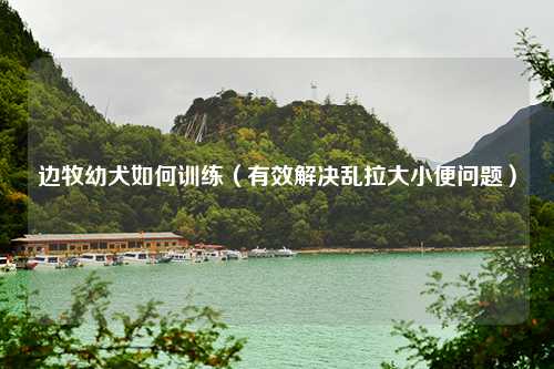 边牧幼犬如何训练（有效解决乱拉大小便问题）