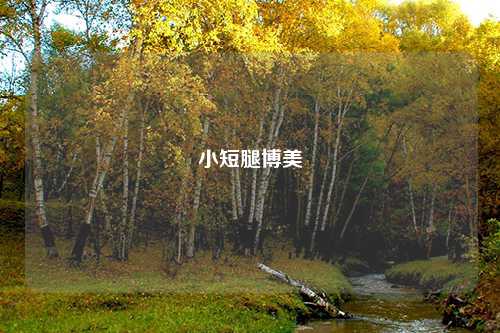 小短腿博美