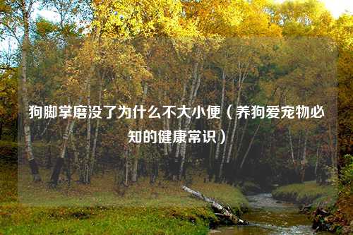 狗脚掌磨没了为什么不大小便（养狗爱宠物必知的健康常识）