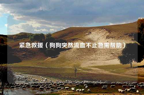紧急救援（狗狗突然流血不止急需帮助）