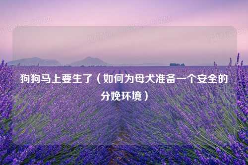 狗狗马上要生了（如何为母犬准备一个安全的分娩环境）