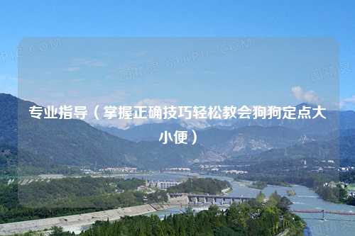 专业指导（掌握正确技巧轻松教会狗狗定点大小便）