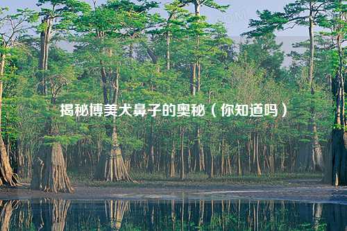 揭秘博美犬鼻子的奥秘（你知道吗）
