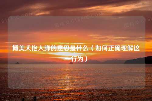 博美犬抱人脚的意思是什么（如何正确理解这一行为）