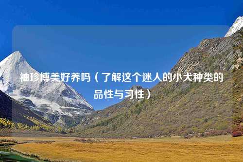 袖珍博美好养吗（了解这个迷人的小犬种类的品性与习性）