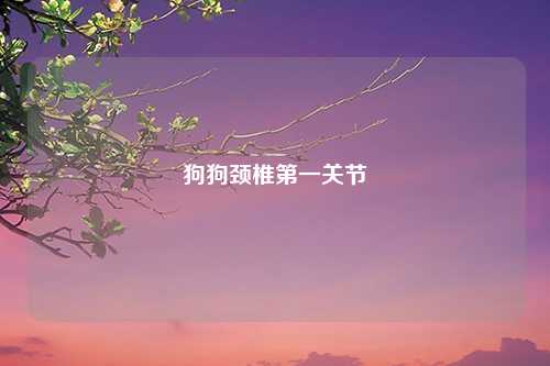 狗狗颈椎第一关节