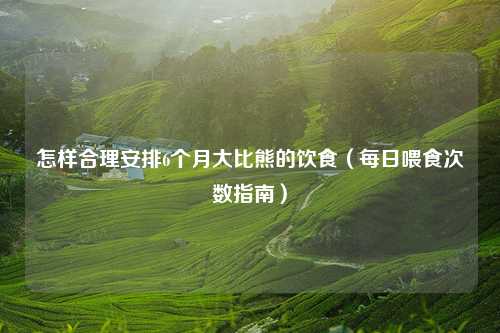 怎样合理安排6个月大比熊的饮食（每日喂食次数指南）