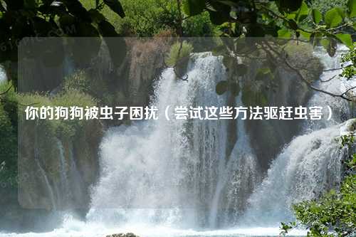 你的狗狗被虫子困扰（尝试这些方法驱赶虫害）