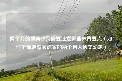 两个月的博美小狗需要注意哪些养育要点（如何正确地照顾你家的两个月大博美幼崽）