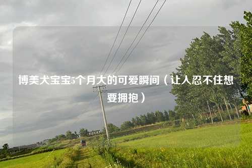 博美犬宝宝5个月大的可爱瞬间（让人忍不住想要拥抱）
