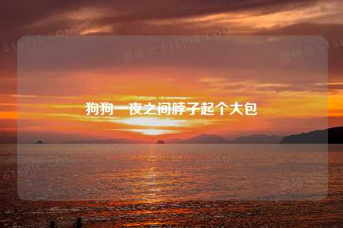 狗狗一夜之间脖子起个大包