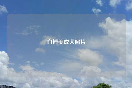白博美成犬照片