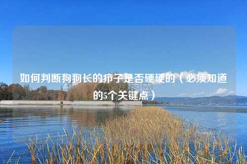如何判断狗狗长的疖子是否硬硬的（必须知道的5个关键点）