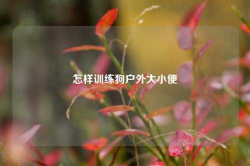 怎样训练狗户外大小便