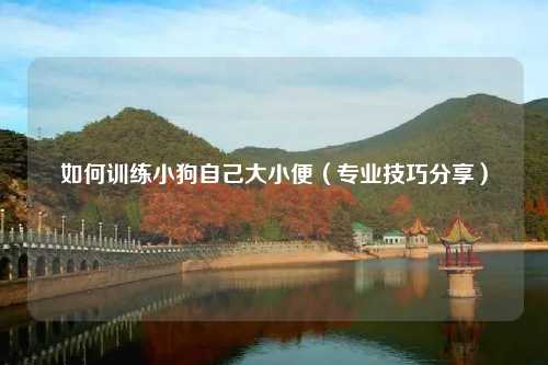 如何训练小狗自己大小便（专业技巧分享）