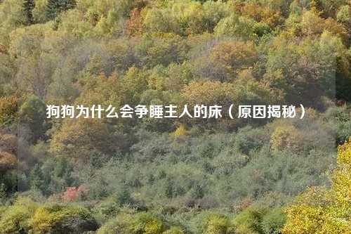 狗狗为什么会争睡主人的床（原因揭秘）