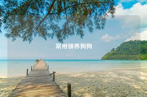 常州领养狗狗