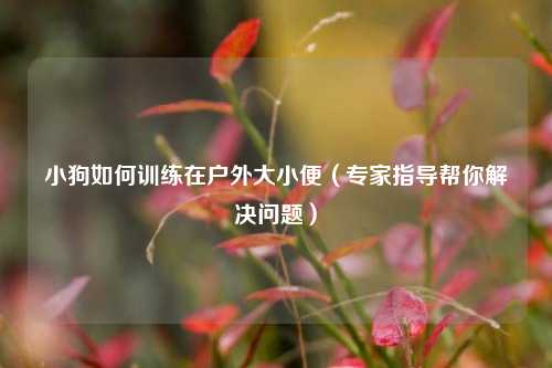 小狗如何训练在户外大小便（专家指导帮你解决问题）