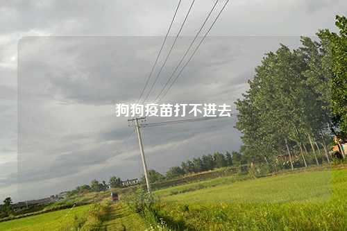 狗狗疫苗打不进去