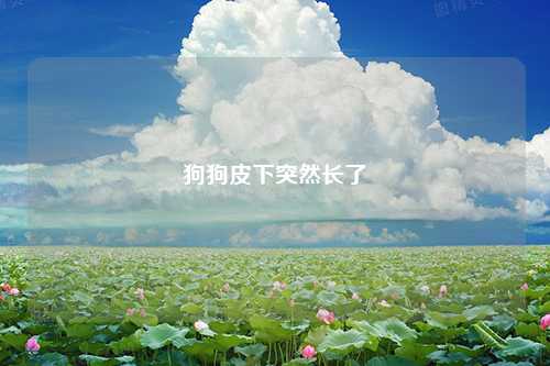 狗狗皮下突然长了