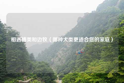 相遇博美和边牧（哪种犬类更适合您的家庭）